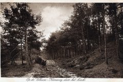 Blz-015b-Veluwe-Karreweg-door-het-bosch_DxO