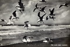 Blz-032a-Op-zoek-naar-voedsel_DxO