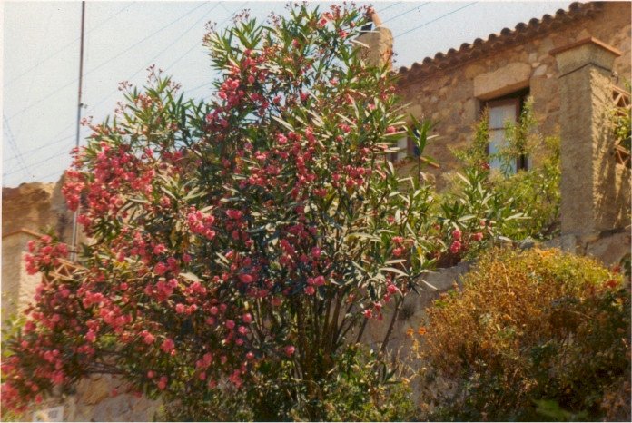 19720715-Spanje-Oleander-in-bloei