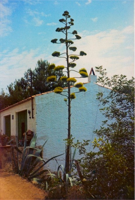 19720715-Tossa-huisje-met-agave