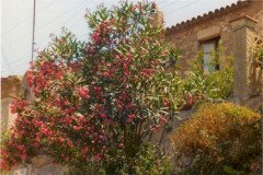 19720715-Spanje-Oleander-in-bloei
