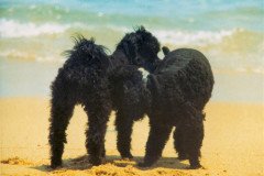 19720715-Tossa-Strand-Einladung-zum-Tanz